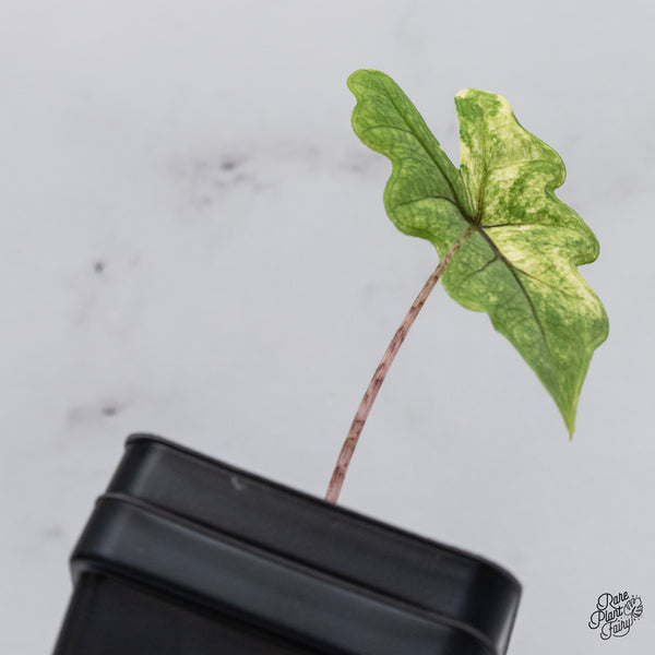 Alocasia Tandurusa Variegated (previously Alocasia 'Jacklyn' or 'Jaclyn') (wk35-H)