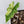 Alocasia Tandurusa Variegated (previously Alocasia 'Jacklyn' or 'Jaclyn') (wk35-H)
