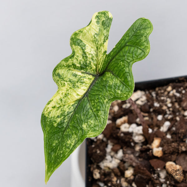 Alocasia Tandurusa Variegated (previously Alocasia 'Jacklyn' or 'Jaclyn') (wk35-H)