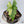 Alocasia Tandurusa Variegated (previously Alocasia 'Jacklyn' or 'Jaclyn') (wk35-H)