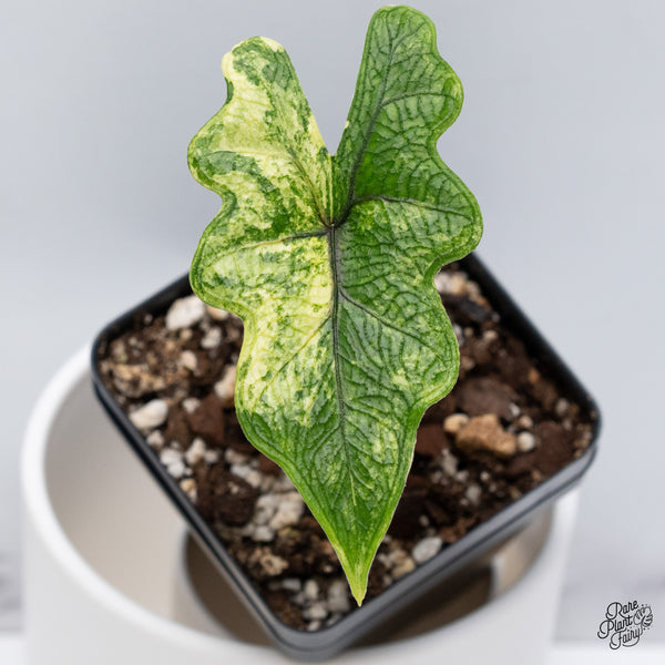Alocasia Tandurusa Variegated (previously Alocasia 'Jacklyn' or 'Jaclyn') (wk35-H)