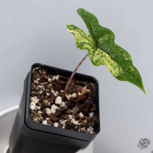 Alocasia Tandurusa Variegated (previously Alocasia 'Jacklyn' or 'Jaclyn') (wk35-H)