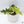 Alocasia Tandurusa Variegated (previously Alocasia 'Jacklyn' or 'Jaclyn') (wk35-I)