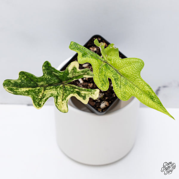 Alocasia Tandurusa Variegated (previously Alocasia 'Jacklyn' or 'Jaclyn') (wk35-I)