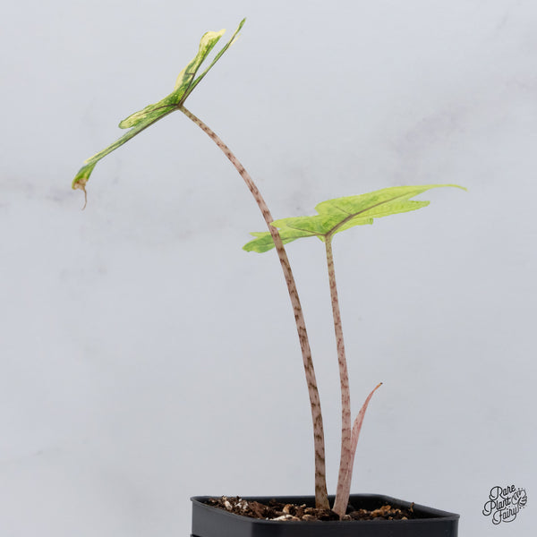 Alocasia Tandurusa Variegated (previously Alocasia 'Jacklyn' or 'Jaclyn') (wk35-I)