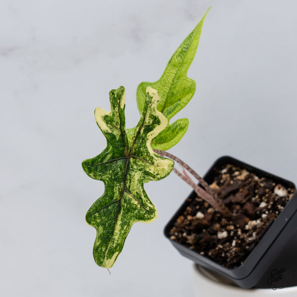 Alocasia Tandurusa Variegated (previously Alocasia 'Jacklyn' or 'Jaclyn') (wk35-I)