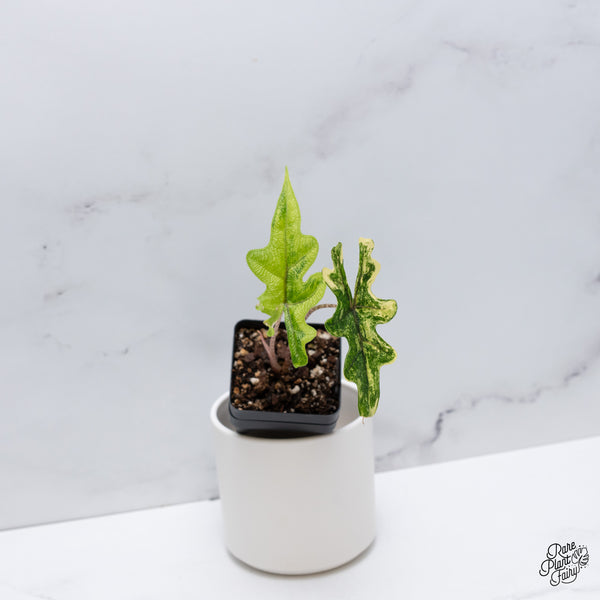 Alocasia Tandurusa Variegated (previously Alocasia 'Jacklyn' or 'Jaclyn') (wk35-I)