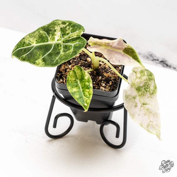 Alocasia Watsoniana Doff. Pink Variegated (wk46-AA)