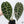 Alocasia Watsoniana Pink Variegated (wk37-Z) *Corming Size*