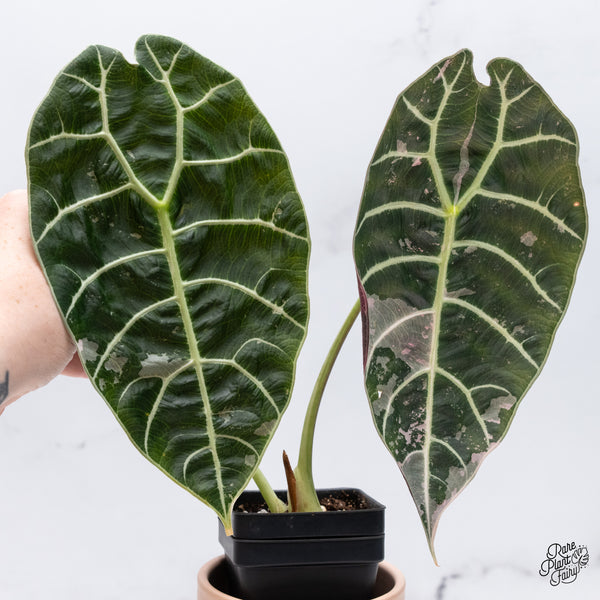 Alocasia Watsoniana Pink Variegated (wk37-Z) *Corming Size*
