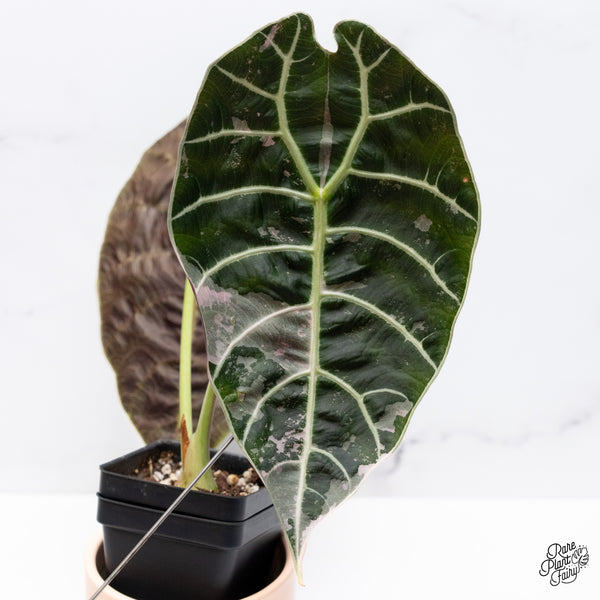 Alocasia Watsoniana Pink Variegated (wk37-Z) *Corming Size*