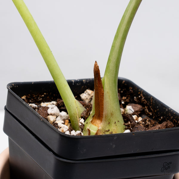 Alocasia Watsoniana Pink Variegated (wk37-Z) *Corming Size*