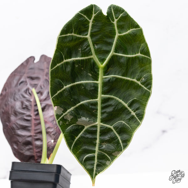 Alocasia Watsoniana Pink Variegated (wk37-Z) *Corming Size*