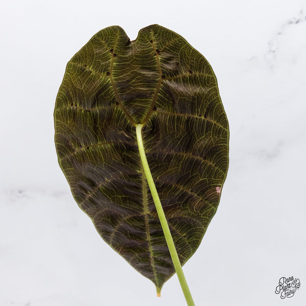Alocasia Watsoniana Pink Variegated (wk37-Z) *Corming Size*