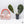 Alocasia Watsoniana Pink Variegated (wk37-Z) *Corming Size*