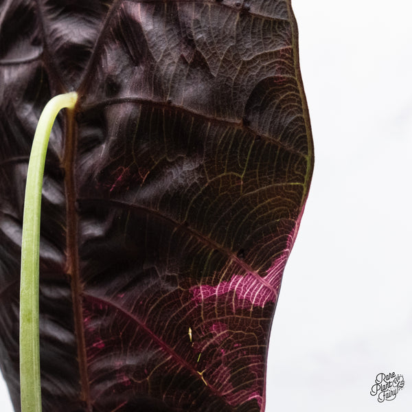 Alocasia Watsoniana Pink Variegated (wk37-Z) *Corming Size*