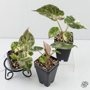 Alocasia 'Uhinkii' Albo/Pink Variegated (Previously Alocasia Wentii) *Grower's Choice*