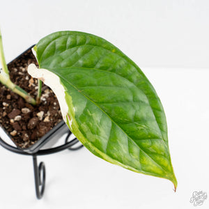 Amydrium 'Spiderman' Albo Variegated (wk26-A) *Half Moon*