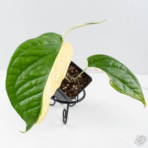 Amydrium 'Spiderman' Albo Variegated (wk26-A) *Half Moon*