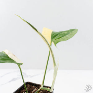 Amydrium 'Spiderman' Albo Variegated (wk26-A) *Half Moon*