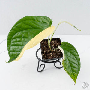 Amydrium 'Spiderman' Albo Variegated (wk26-A) *Half Moon*