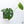 Amydrium sp. NOID (wk36-E)