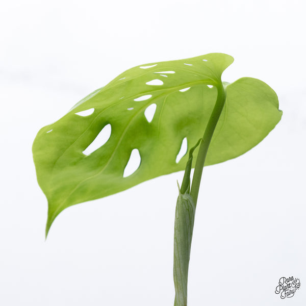 Amydrium sp. NOID (wk36-E)