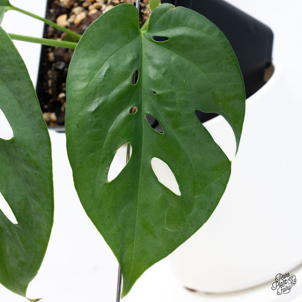 Amydrium sp. NOID (wk36-E)