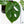 Amydrium sp. NOID (wk36-E)
