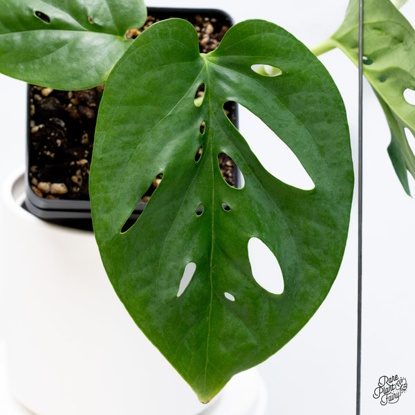 Amydrium sp. NOID (wk36-E)