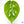 Amydrium sp. NOID (wk36-E)