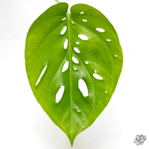 Amydrium sp. NOID (wk36-E)