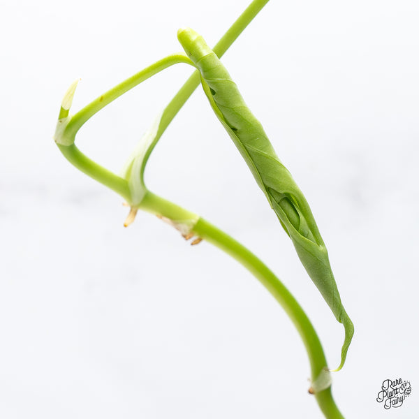 Amydrium sp. NOID (wk36-E)