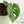 Amydrium sp. NOID (wk37-E)