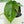 Amydrium sp. NOID (wk37-E)