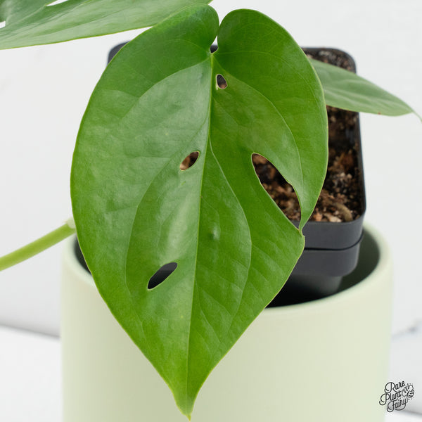 Amydrium sp. NOID (wk37-E)