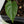 Amydrium sp. NOID (wk37-E)