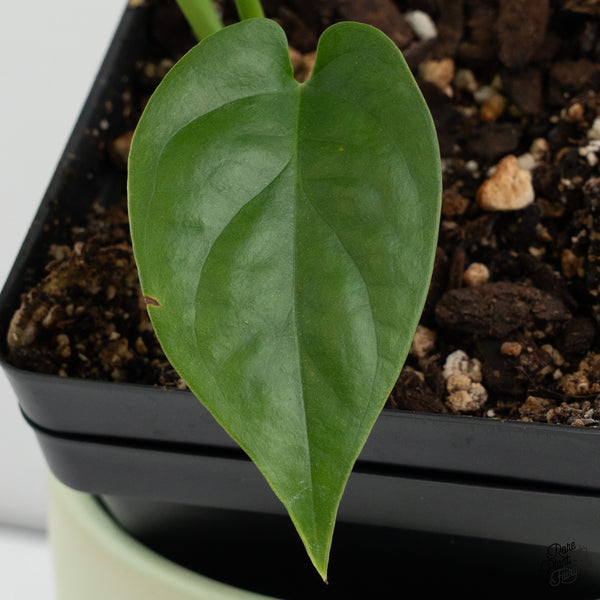 Amydrium sp. NOID (wk37-E)