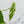 Amydrium sp. NOID (wk37-E)
