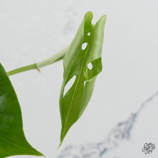 Amydrium sp. NOID (wk37-E)