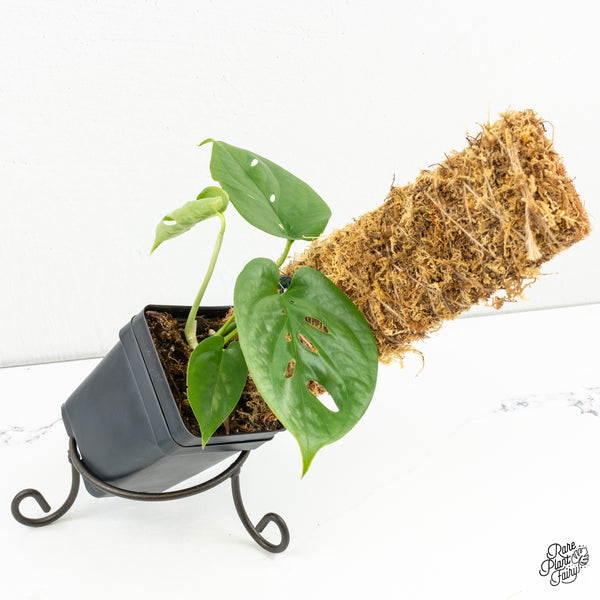 Amydrium cv. NOID (wk6-G)