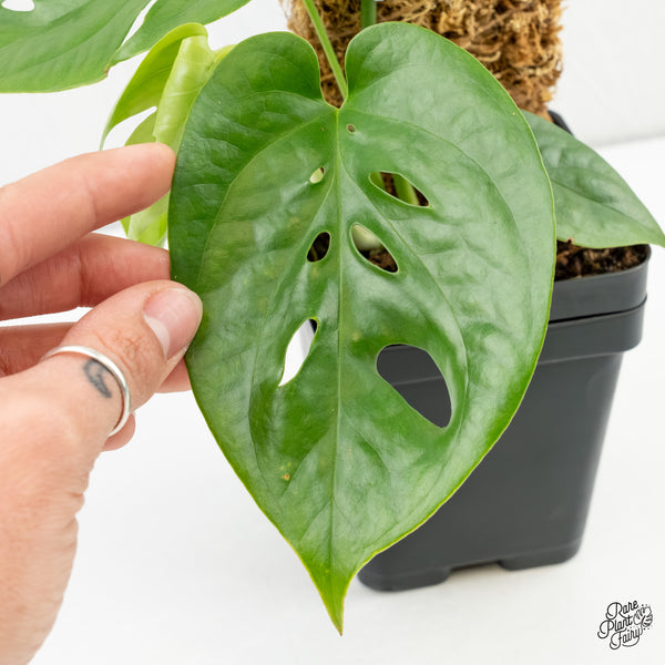 Amydrium cv. NOID (wk6-G)