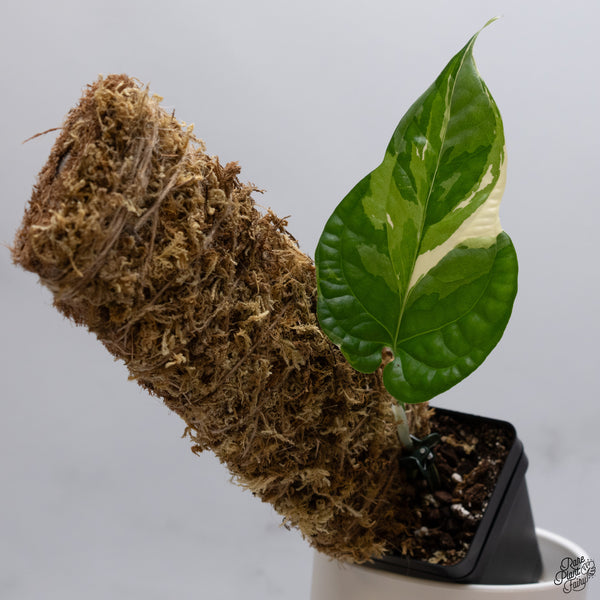 Amydrium Medium 'Spiderman' Albo Variegated (wk33-K)