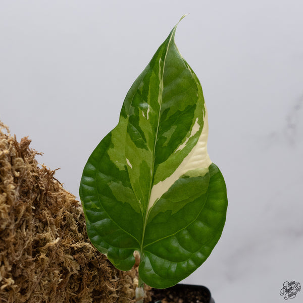Amydrium Medium 'Spiderman' Albo Variegated (wk33-K)