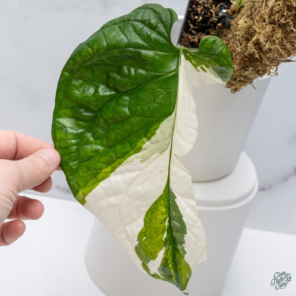 Amydrium Medium 'Spiderman' Albo Variegated (wk34-K)