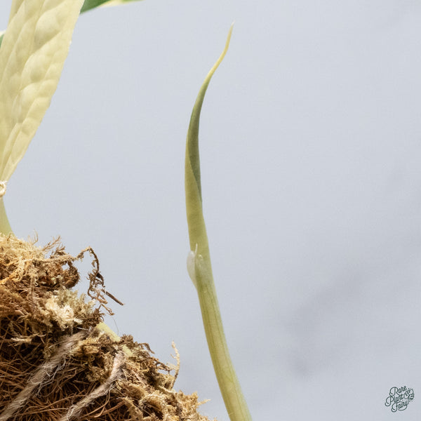 Amydrium Medium 'Spiderman' Albo Variegated (wk34-K)