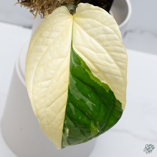 Amydrium Medium 'Spiderman' Albo Variegated (wk34-K)
