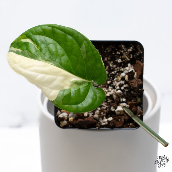 Amydrium Medium 'Spiderman' Albo Variegated (wk36-M)