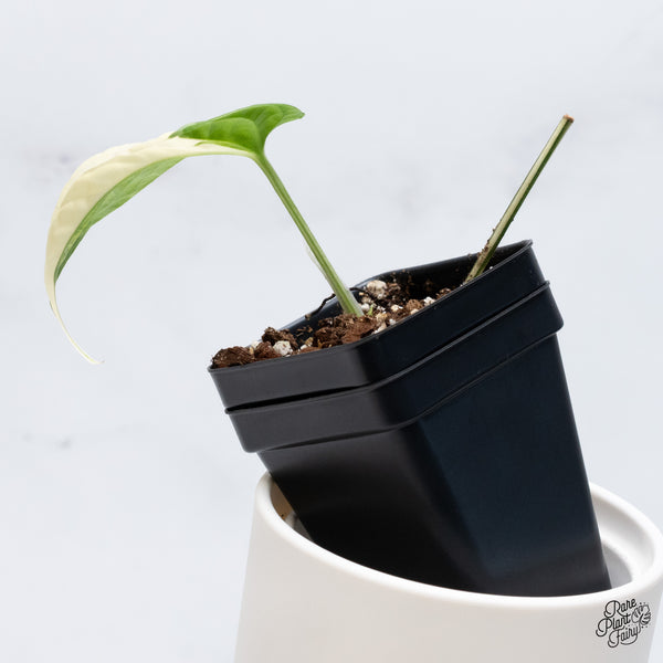 Amydrium Medium 'Spiderman' Albo Variegated (wk36-M)