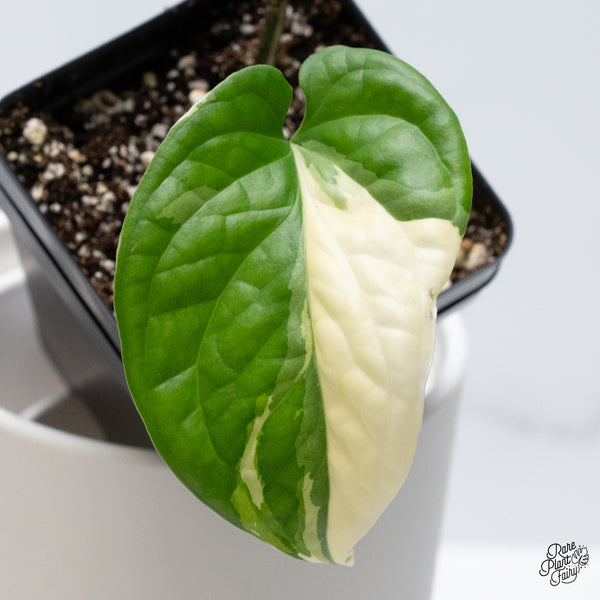 Amydrium Medium 'Spiderman' Albo Variegated (wk36-M)